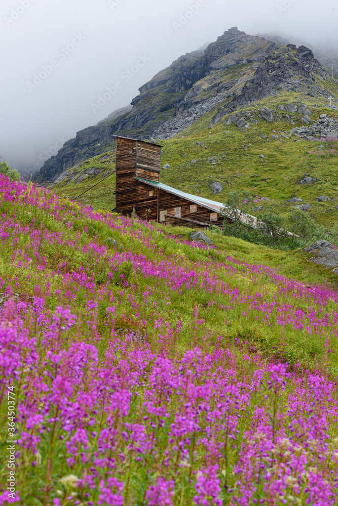Lodge/building in Alaska's Hatcher Pass near Independence Mine. View up the hill/mountain side showing a field of blooming fireweed Lodge/building in Alaska's Hatcher Pass near Independence Mine. View up the hill/mountain side showing a field of blooming fireweed