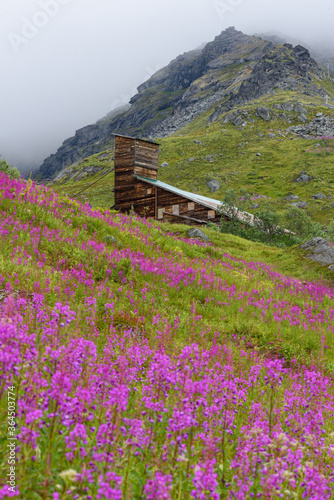 Fototapeta Naklejka Na Ścianę i Meble -  Lodge/building in Alaska's Hatcher Pass near Independence Mine.  View up the hill/mountain side showing a field of blooming fireweed 