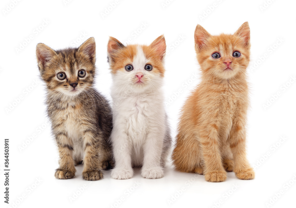 Three small kittens. Three small kittens.