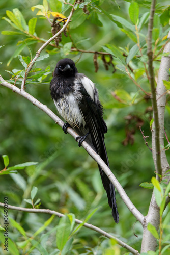 Black-billed Magpie perched/sitting on tree branch