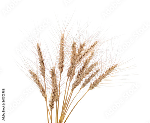Spikes of wheat.