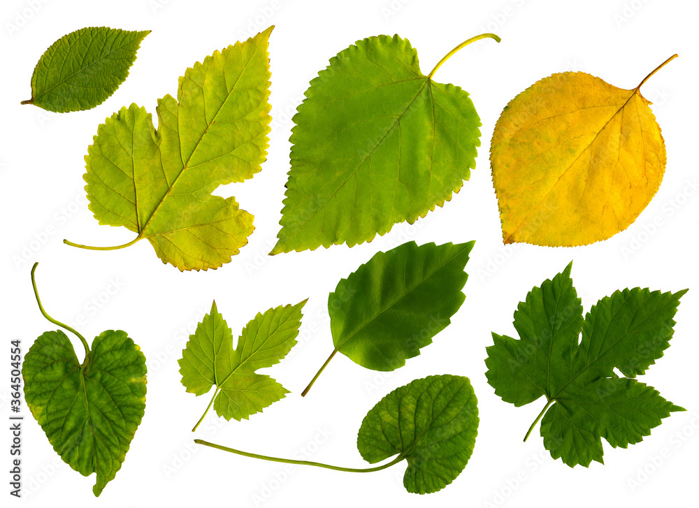 Collection of autumn leaves isolated on white background. Set of different fall leaves. High detail. Collection of autumn leaves isolated on white background. Set of different fall leaves. High detail.