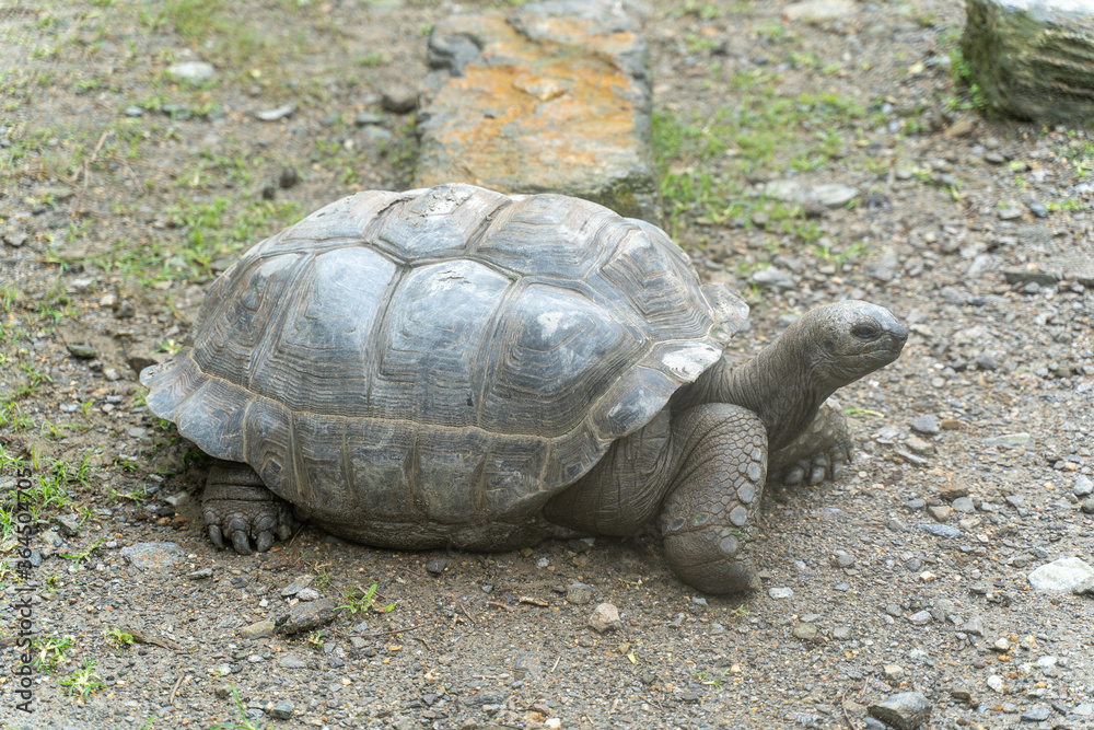 アルダブラゾウガメ アルダブラゾウガメ