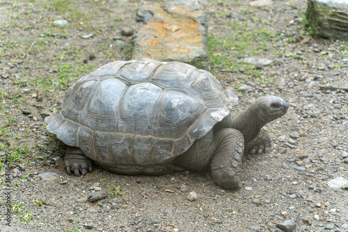 アルダブラゾウガメ