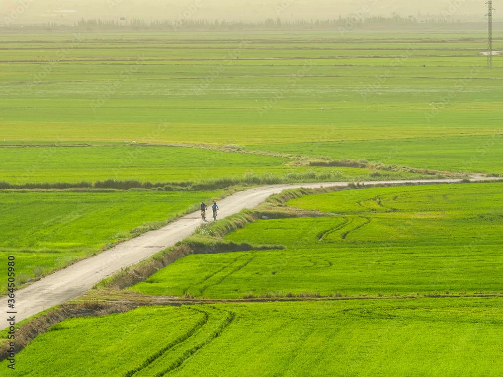 cycling through the rice fields