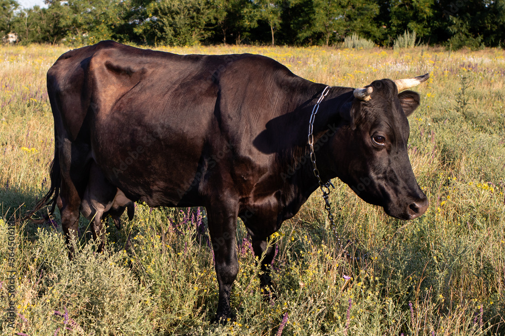 A black cow with a chain around its neck grazes on a meadow and eats grass. Cow grazing, pasture and dairy farm.