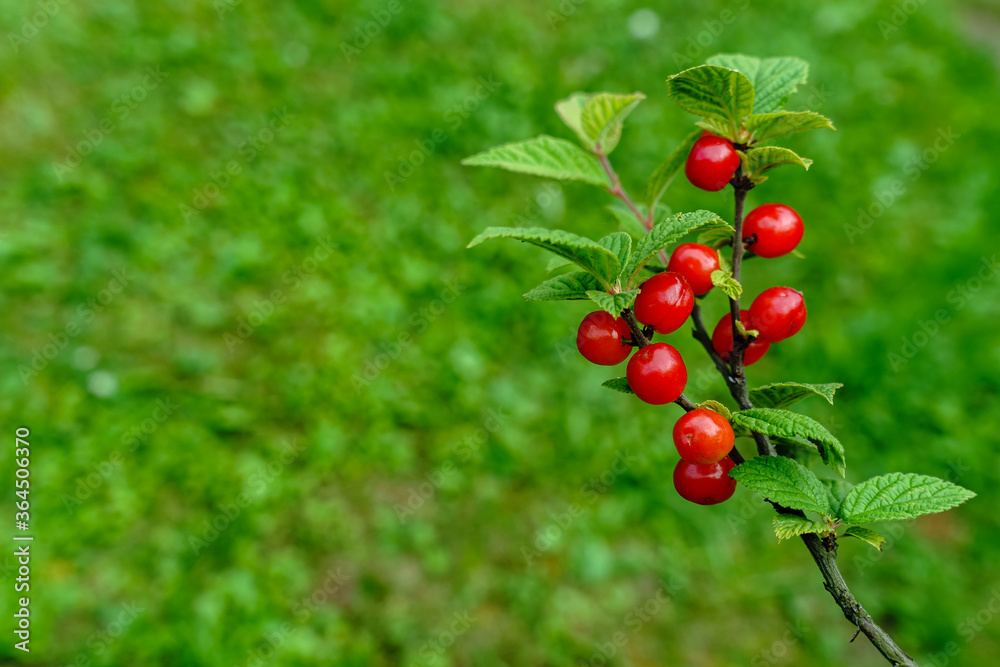 A branch of felt cherry with red ripe berries in the garden with copy space