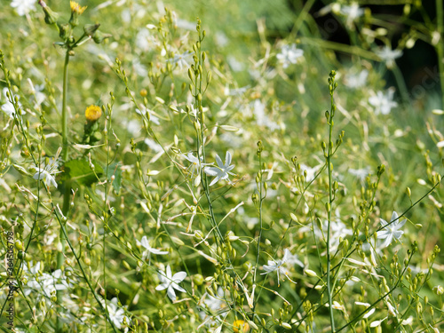 (Anthericum ramosum) Phalangères rameuses aux tiges souples et légères, feuillage linéaire en rosette vert grisâtre et panicules de fleurs étoilées blanches photo