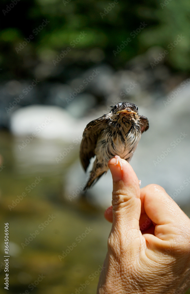 piccolo uccellino di Rondone rondine fiume piccolo uccellino di Rondone rondine fiume
