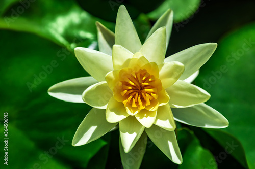 Water lily growing on an artificial water reservoir