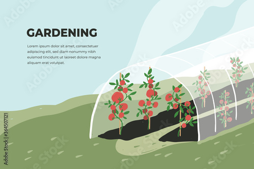 Design template of gardening. Greenhouse with tomato plants. Spring or summer time in garden. Growing vegetables in agriculture. Farming landscape, cultivated land vector illustration. Banner or flyer