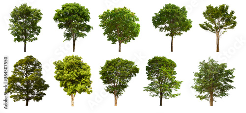 isolated tree green set is located on a white background.Collection of isolated tree green on white background Tropical tree