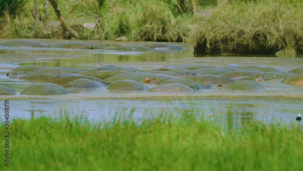 Super slow motion shot of hippos lying down in mud together as a family safety in numbers Super slow motion shot of hippos lying down in mud together as a family safety in numbers