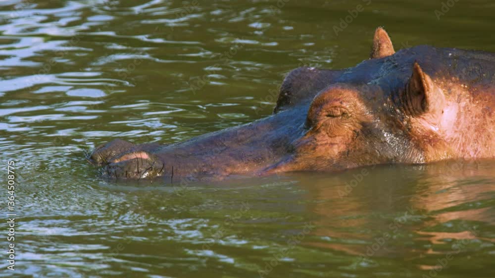 Hippo dives under water disappearing below surface in the Serengeti National Park Hippo dives under water disappearing below surface in the Serengeti National Park