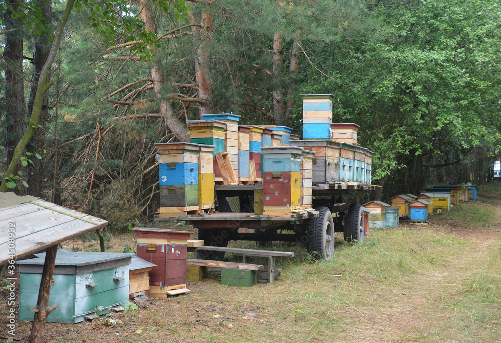 The beekeeper is transporting, relocating honey bees in numerous colorful wooden beehives by a tractor wagon to a new forest clearing to collect more linden honey. The beekeeper is transporting, relocating honey bees in numerous colorful wooden beehives by a tractor wagon to a new forest clearing to collect more linden honey.