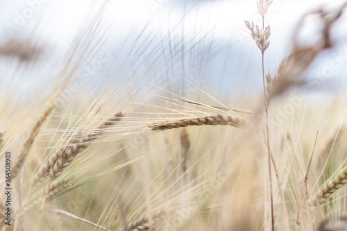 wheat ears on a countryside field under blue sky closeup