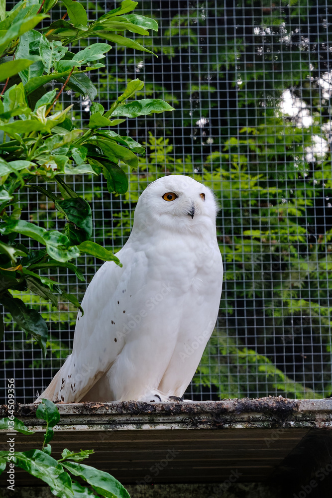 Fototapeta premium Snowy owl sits on a branch in the tree and looks straight into the camera