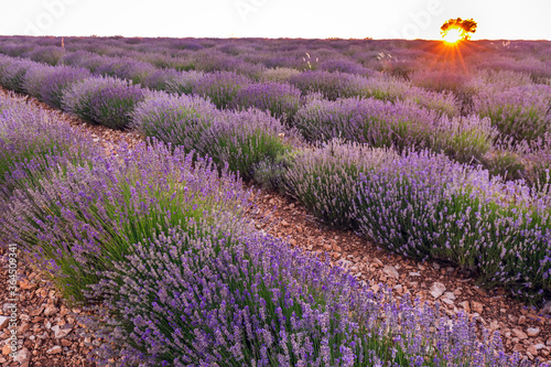 Lavender field