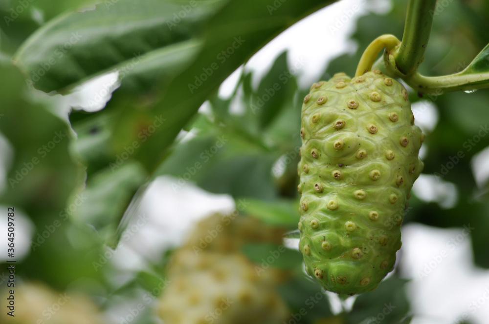 Morinda citrifolia or noni fruit is a fruit-bearing tree in the coffee family, Rubiaceae Morinda citrifolia or noni fruit is a fruit-bearing tree in the coffee family, Rubiaceae
