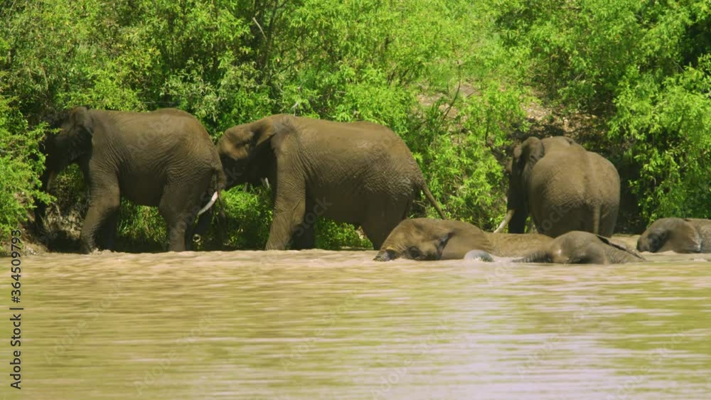 Family of elephants playing in water in super slow motion Family of elephants playing in water in super slow motion