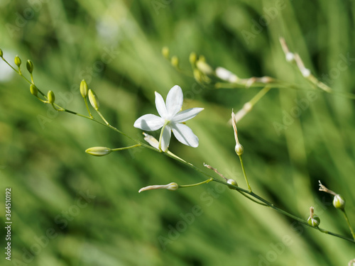 (Anthericum ramosum) Fleur blanche de Phalangère ramifiée ou anthéricum rameux  photo