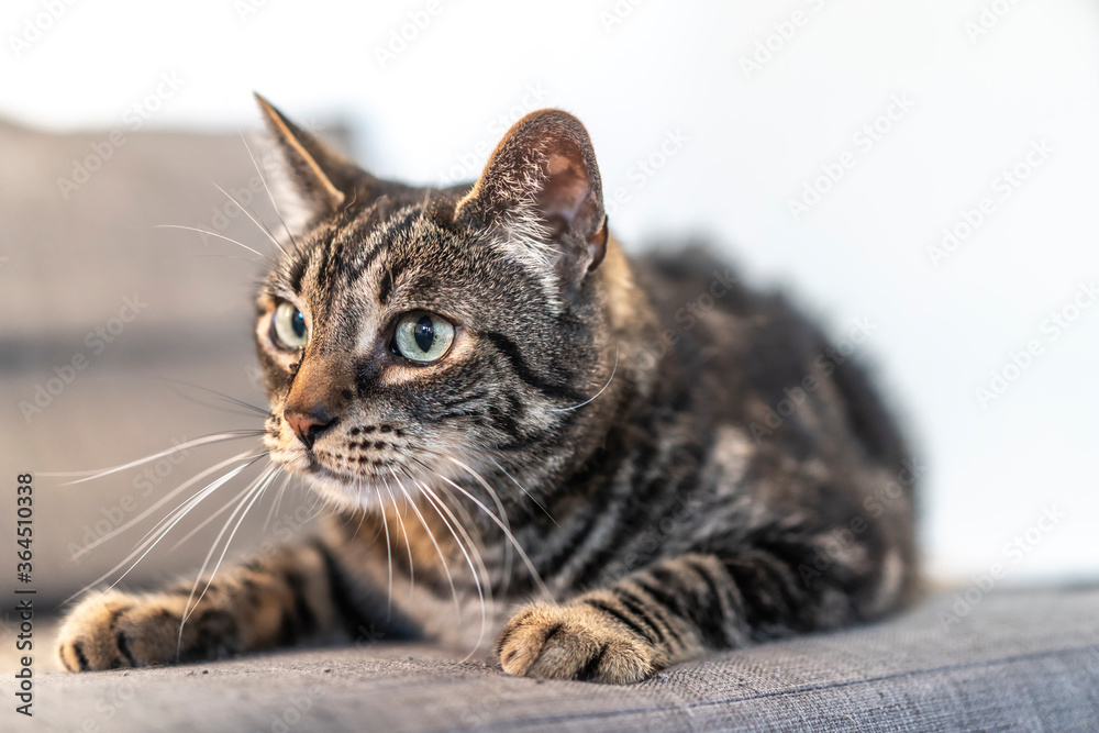 Gaze of a gray and white domestic cat with blue eyes on a beautiful sofa in a home. Man's best friend, best animal, precious cat