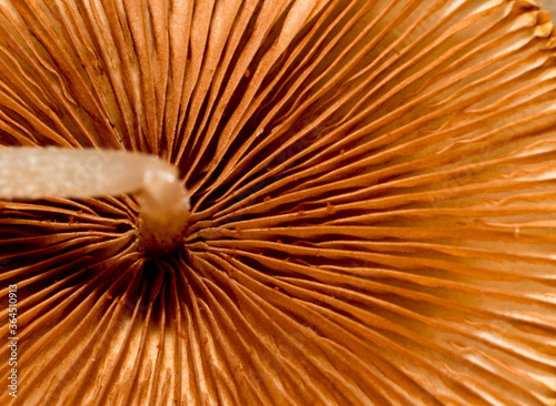 Bottom of mushroom
