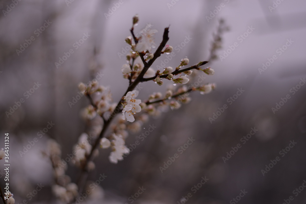 prunus armeniaca flowers in the snow. abnormal phenomenon in spring season prunus armeniaca flowers in the snow. abnormal phenomenon in spring season