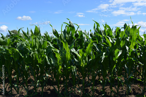 Field of sweetcorn, low angle view, backlit in late afternoon sun