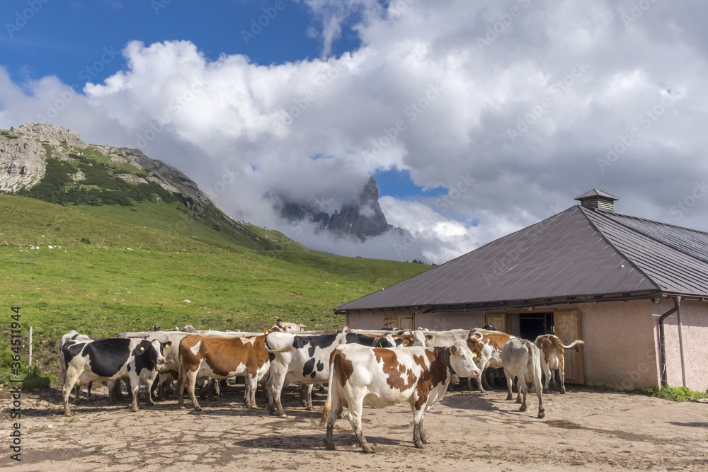 Obraz premium cows on the farm