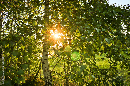 Summer background - a sunlight breaks through birch foliage. Summer landscape  Russia.