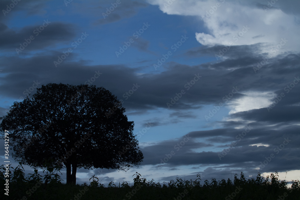 tree in the sky tree in the sky