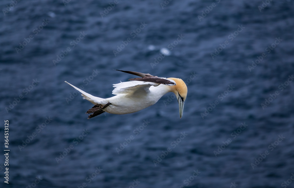 Morus bassanus flying over the ocean, side view with text space Morus bassanus flying over the ocean, side view with text space