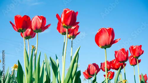Group of red tulips in the park. Spring landscape