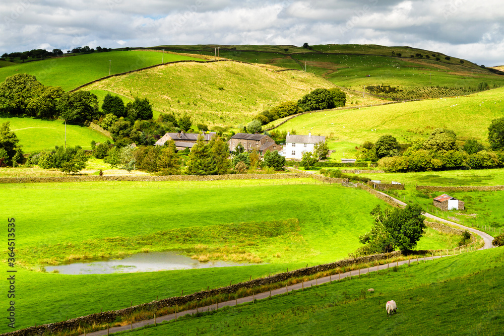 England Landscape Sheep
