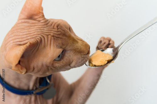 The cat eats baby food