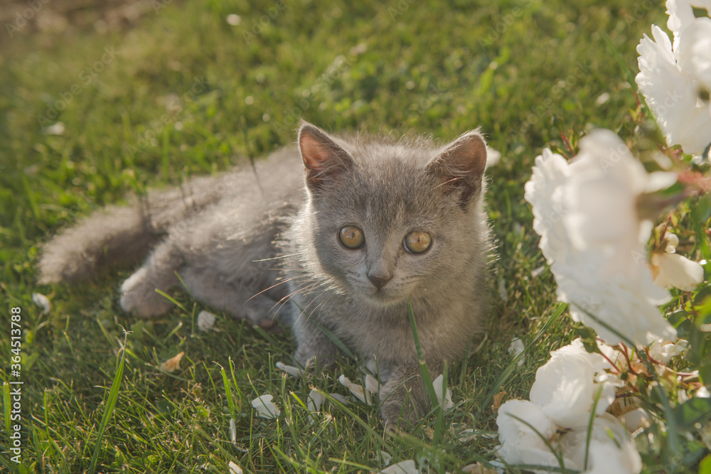 cute little gray cat british kitten next to a bush of rose flowers cute little gray cat british kitten next to a bush of rose flowers