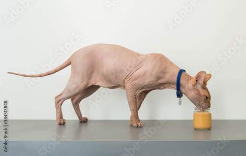 The cat eats baby food