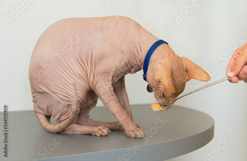 The cat eats baby food