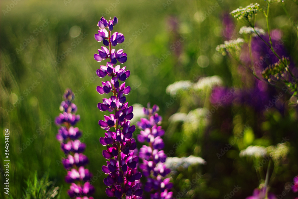 Obraz premium Nature floral background. Purple Lupin flowers close-up. Lilac lupines in the field. Flower field.