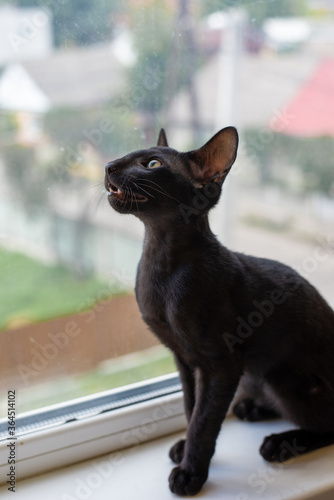 Oriental kitten, color ebony, sits on the window pane, meowing and looking away
