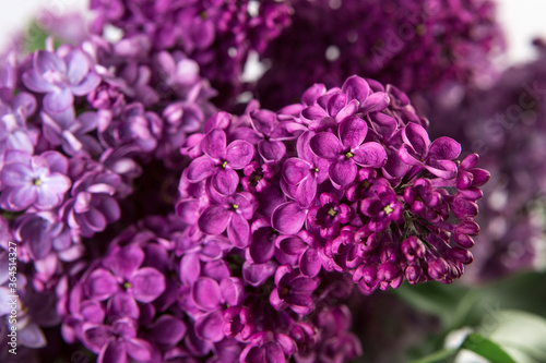 Close up of spring lilac violet flowers. Spring blossom.