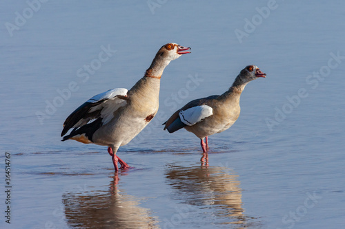 Egyptian Goose (Alopochen aegyptiaca) in the Chobe River in northern Botswana, Africa.