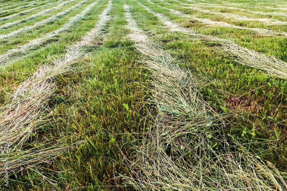 cut meadow lines cut meadow lines