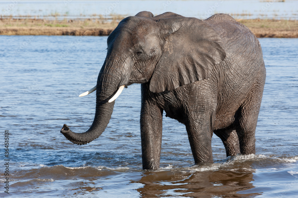 African Elephant (Loxodonta africana) Botswana