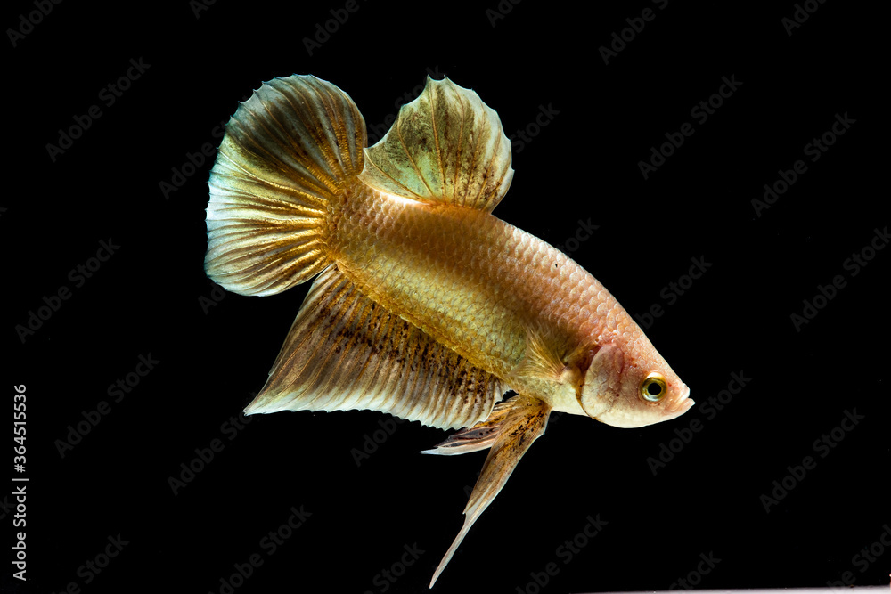 Obraz premium Fighting fish are colorful pets,select focus.