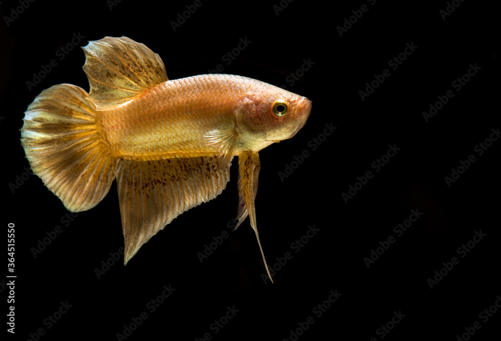 Fighting fish are colorful pets,select focus. Fighting fish are colorful pets,select focus.