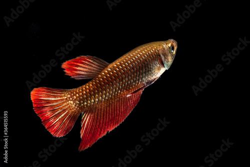 Fighting fish are colorful pets,select focus.