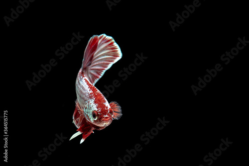 Fighting fish are colorful pets,select focus.