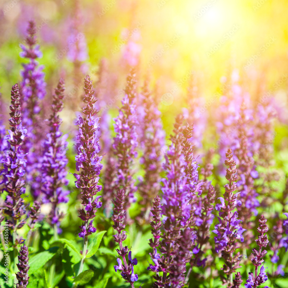 Naklejka premium Beautiful lilac lavender flowers close-up.